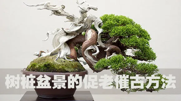 树桩盆景的促老催古方法