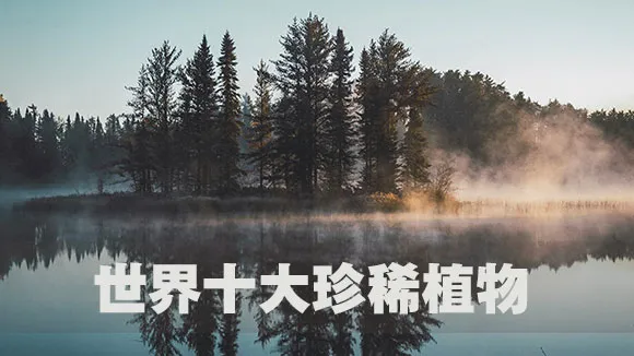 世界十大珍稀植物