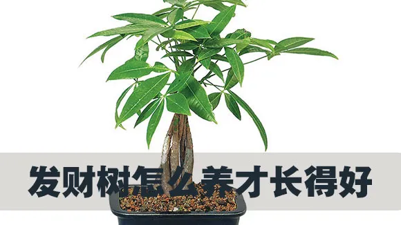 发财树怎么养才长得好
