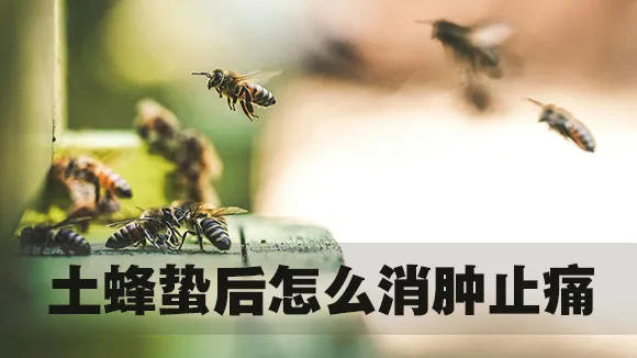 土蜂蛰后怎么消肿止痛