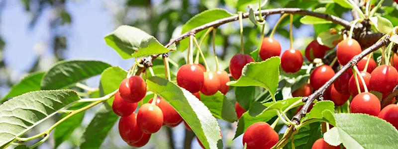 分类: <span>瓜果种植名录</span>